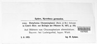 Entyloma chrysosplenii image
